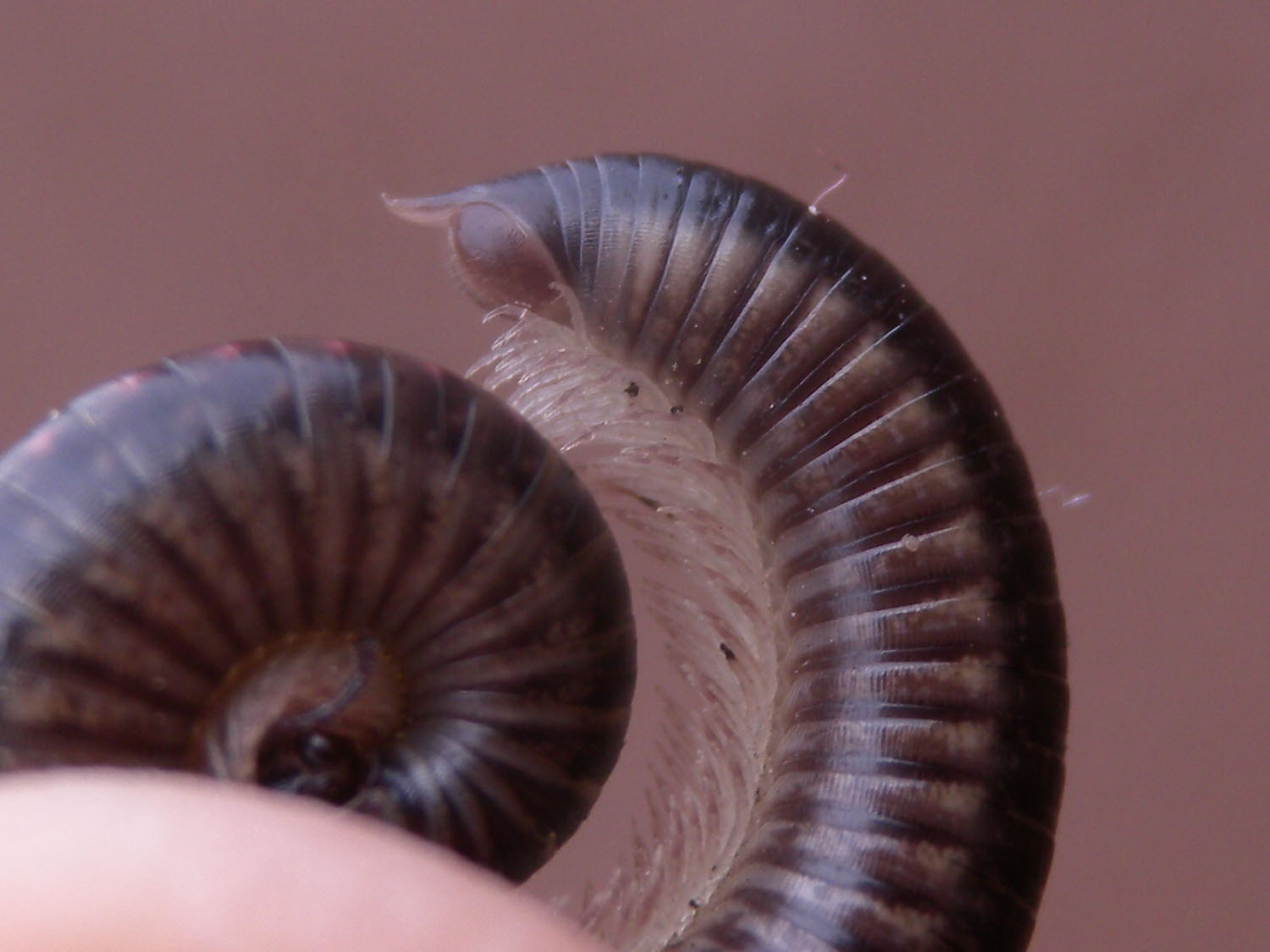 Identificazione iulidae